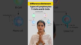 Discover the vital roles of T and B lymphocytes in your immune systembiology facts [upl. by Akinimod]