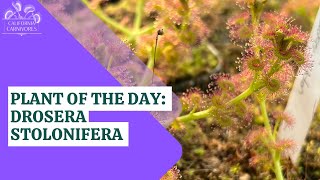 Plant of the Day Drosera stolonifera [upl. by Ahcarb]