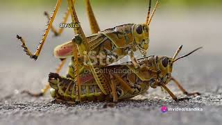 amazing facts about grasshoppers [upl. by Malinin435]