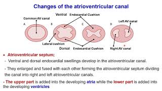 Development congenital heart Interatrial septum Interventricular septum Bulbus cordis Sinus venosus [upl. by Ellehcan376]