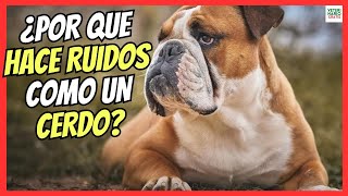 🔴 ¿PORQUE MI PERRO HACE RUIDOS COMO UN CERDO 🔴 SON RAROS COMO SI SE AHOGARA [upl. by Quinlan900]