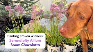 Planting Proven WInners Serendipity Allium amp Boom Chocolatta [upl. by Atinar]