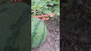 Watermelon by Jillian shortvideo fruit shorts short [upl. by Alad]