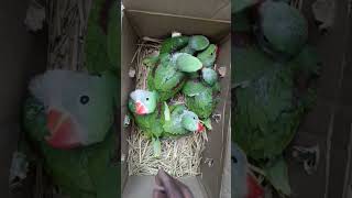 Parrot Only ₹20 cheapestpriceparrot [upl. by Melentha552]