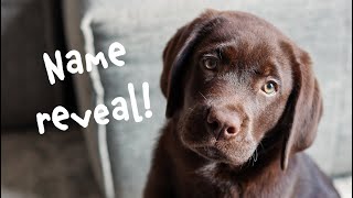 Adorable Chocolate Lab Puppys First Week Home  Name Reveal [upl. by Itirp]