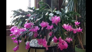 Thanksgiving Cactus Care for November Their Time to Bud amp Bloom  Reasons They Dont Bloom [upl. by Aisetra]