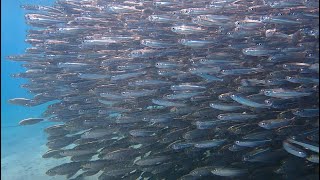 Makadi Bay reefs Egypt December 2021 [upl. by Eugaet]