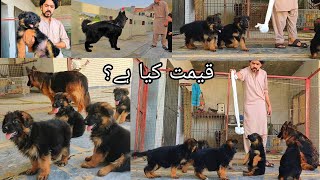 World Best Quality German Shepherd Dog in Punjab German shepherd Puppy 10 Pupps animalhub381 [upl. by Fenwick]