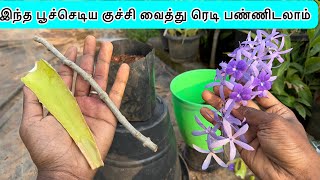 🔴🌱இந்த பூச்செடிய குச்சி வைத்து ரெடி பண்ணிடலாம் petrea flower cuttings propagation 🌺🌵☘️ [upl. by Windham]