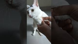 🥴CutieMisi cat trending subscribe shortvideo shorts comedy youtube ytshort youtubeshorts [upl. by Ynohtnaleahcim891]