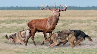 Ces Loups Entouraient Un Énorme Cerf  Voici Ce Qui Sest Passé Ensuite [upl. by Ennairej323]