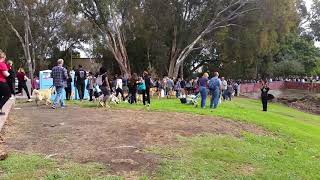 Hundreds of Golden Retrievers  Huntington Beach Central Park  Goldie Palooza 2018 [upl. by Ahsikram]