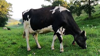 Milking Cows On A Small Family Dairy Farm [upl. by Elinore]