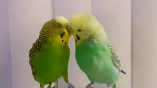 Male BudgieParakeet Courting FemalePiper and Kiwee🦜❤❤petbird cute parakeet budgies [upl. by Estele]