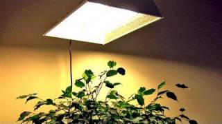 How To Understand Hydroponic Lights [upl. by Nanice]