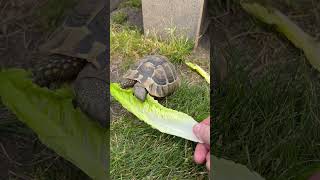 Hermanns tortoise eating lettuce out of my hand 🥬 swetlandtortoises hermannstortoise tortoise [upl. by Iclehc685]