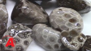 Petoskey Stone Coating with Amazing Clear Cast Epoxy  Alumilite [upl. by Panter]