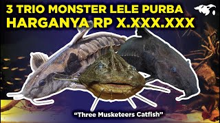 3 SERANGKAI IKAN LELE MONSTER PURBA YANG SELALU BERSAMASAMA DISEBUT THREE MUSKETEERS CATFISH [upl. by Areyk]