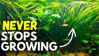 The Aquarium Plant THAT NEVER STOPS GROWING Jungle Val Care Guide [upl. by Haral]