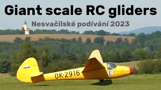 Z24 Krajanek  2x LG125 Sohaj  Go 3 Minimoa  giant scale RC gliders  4K  Nesvacily 2023 [upl. by Eskill]