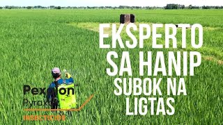 Hindi na kailangang Haluan ng ibang Lason  Pexalon Systemic Insecticide Testimony  Patay ang Hanip [upl. by Mukul366]