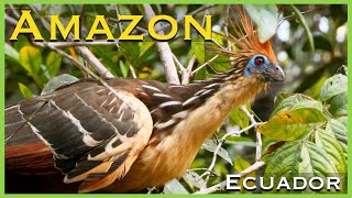 Exploring the Amazon Rainforest by Canoe  Cuyabeno Reserve  Ecuador [upl. by Otrebla]