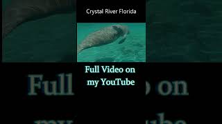 Swimming with Manatees Crystal River Florida [upl. by Charles]