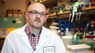 CD47 Antibody treatment shrinks or eliminates human cancer tumors in mice [upl. by Zora]