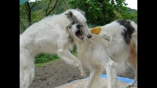 Two Borzoi dogs playing energetic [upl. by Freddie788]