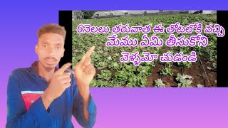 6 నెలల తర్వాత ఈ తోటలోకి వచ్చాము kuwaitanimals rescuesheep farminganimal videowofravideos [upl. by Yeh873]