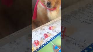 Pet friendly dog part 4 funny funnypetsmoments doglover pets petmoments funnyvideo [upl. by Natanoy]