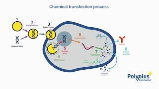 What is transfection  Polyplus transfection [upl. by Nylarak]