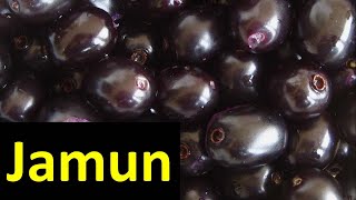 How to grow Jamun Syzygium cumini [upl. by Eidnahs38]