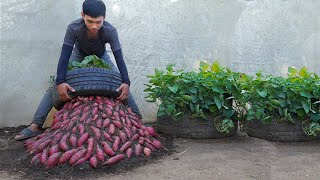 The Secret to Growing Sweet Potatoes Year Round with Minimal Effort and Big Harvests [upl. by Gayla]