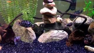 Convict Cichlid Pairs Fighting HD [upl. by Yuzik]