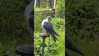 Lanner Falcon Preening [upl. by Ahsirek]