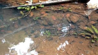 Melon barbs and Lagenandra sp in the Western Ghats [upl. by Esnohpla947]