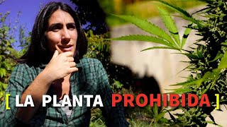 🌿 La planta PROHIBIDA [upl. by Eeresed596]