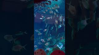 Dubai Mall Aquarium A Closer Look Inside the Worlds Largest Indoor Aquarium [upl. by Noerb442]