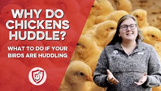 Huddling Chickens What to Do if Chickens Huddle on Your Farm [upl. by Sam]