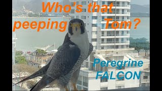 💫🕉️ Peregrine Falcon🫶🏻👂One of Creators miracles ☯️🪽Message of Freedom Focus Leadership amp Mastery🎁 [upl. by Etteniuq]