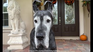 Funny Senior Great Dane Debates To Go Or Not To Go In Light Drizzle Rain [upl. by Ahseret]