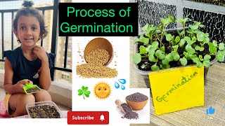 Simply Way to Teach kids How the process of Seed Germination☘️🌱🪴🍀 [upl. by Armitage]