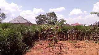 imari imari ubuso4000sqm wakatamo ibibanza hafi12 kimwe kigura40M negotiate 250784683315 [upl. by Eyeleen]