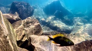 Swimming with Cichlids  Ophthalmotilapia ventralis katili [upl. by Proctor]