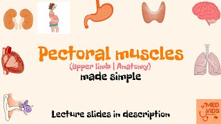 Pectoralis major and minor anatomy  Pectoral region  Muscles of Upper limb  medvidsmadesimple [upl. by Burkhart]