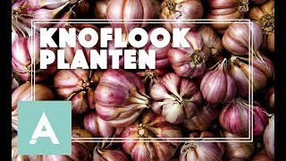 Tijd om knoflook te planten  Grow Cook Eat 67 [upl. by Kirkpatrick38]