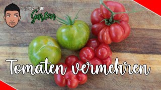 Tomatensamen sichern ist ganz einfach Tomaten vermehren durch eigenes Saatgut [upl. by Mirilla361]