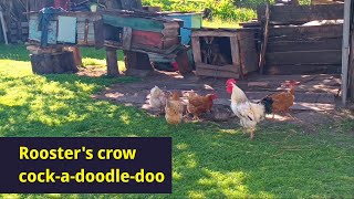 Roosters crow cockadoodledoo [upl. by Cypro]