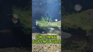 Cómo eliminar algas en tu acuario fácil y rápido bioacuatixz acuario pez agua acuarioplantado [upl. by Rodrich]